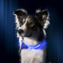 Kép 2/4 - LED kutya nyakörv világító kutyanyakörv - Kék M